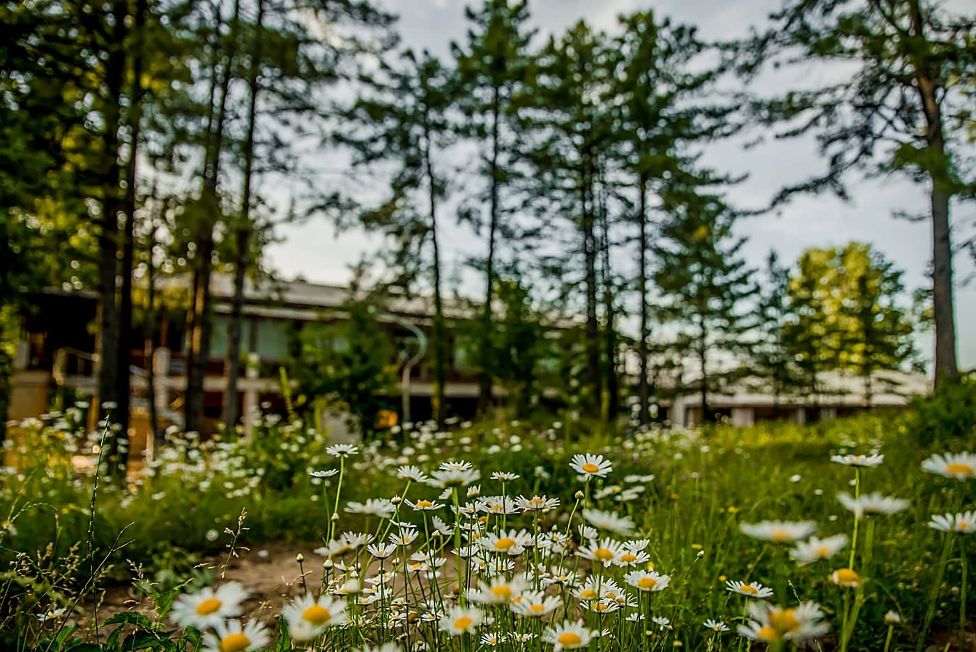 The landscape surrounding Chinar Resort