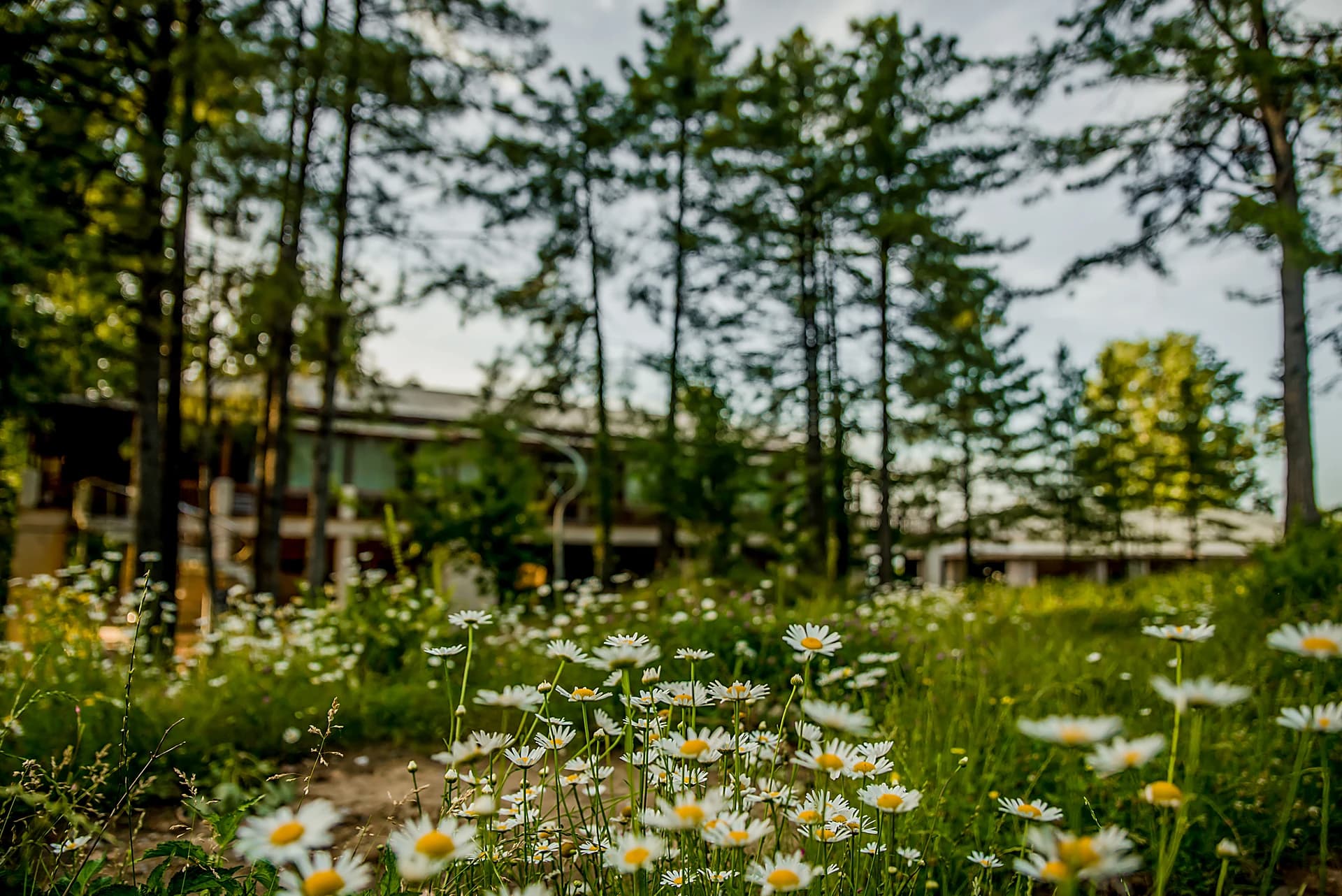 Garden paths at Chinar Resort